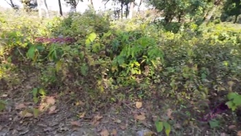 Wild Jungle Passion - Hindi Audio Clarity